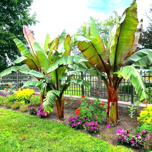 Red Abyssinian Banana (Ensete Maurelii) 5-9 Live Plant - Giant Red Leaf Ornamental Tree - Fast Growing Tropical Focal Point - Huge Container Accent