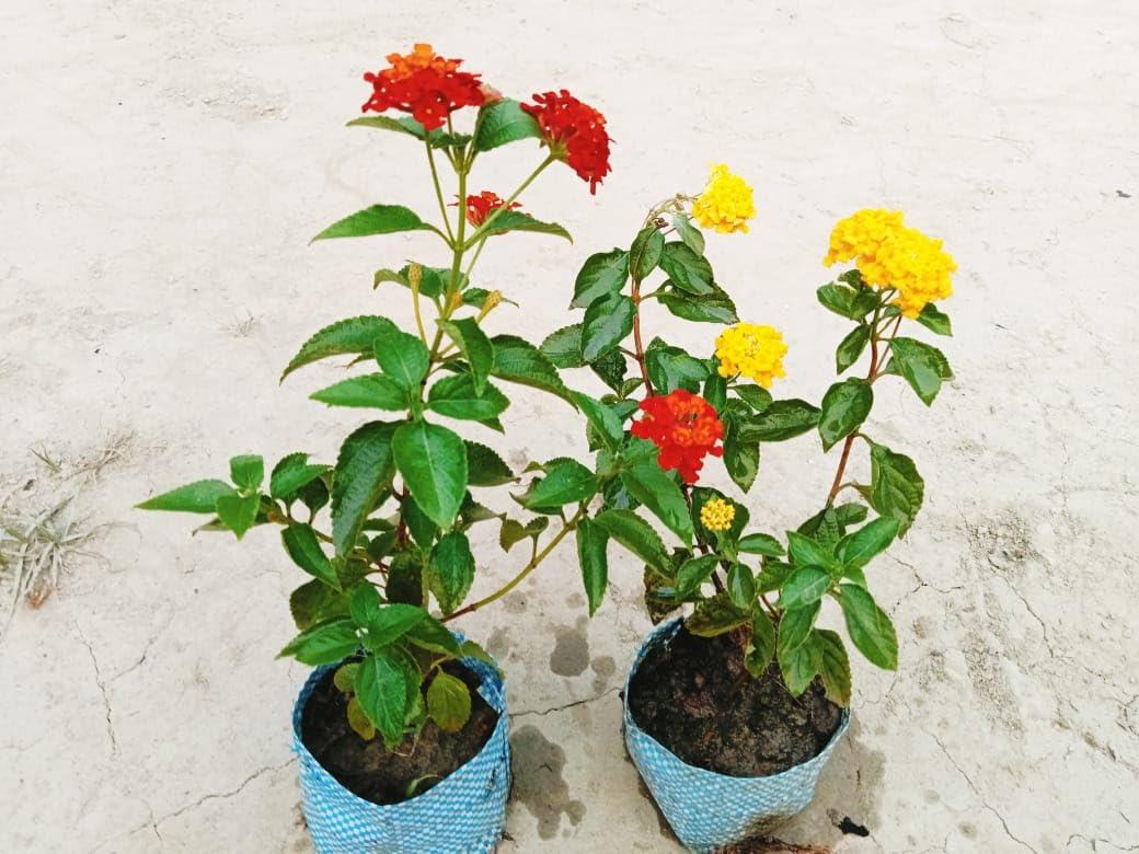 See full amazon price history chart for Lantana Red and Yellow Color Live Flowers Plant/Combo offer of Lantana Live Plant/Beautiful Evergreen Live Flower Plants for Home Garden (Combo Pack of 2) Lantana Red and Yellow Color Live Flowers Plant/Combo offer of Lantana Live Plant/Beautiful Evergreen Live Flower Plants for Home Garden (Combo Pack of 2) (B0D26DNVLZ) Amazon Price History, Amazon Price Tracker