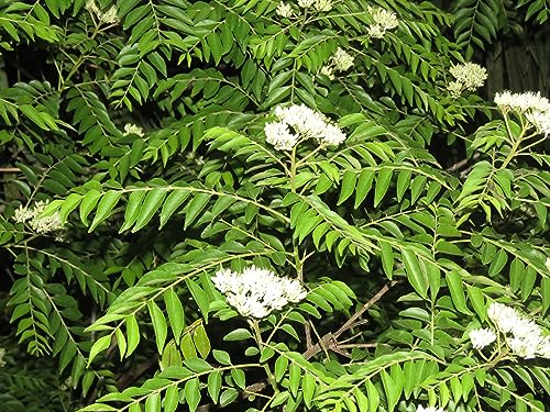 CooPany® Curry Patta Plant/Curry Leaves Herb Healthy Live Plant 2 to 4 Feet Height Plant