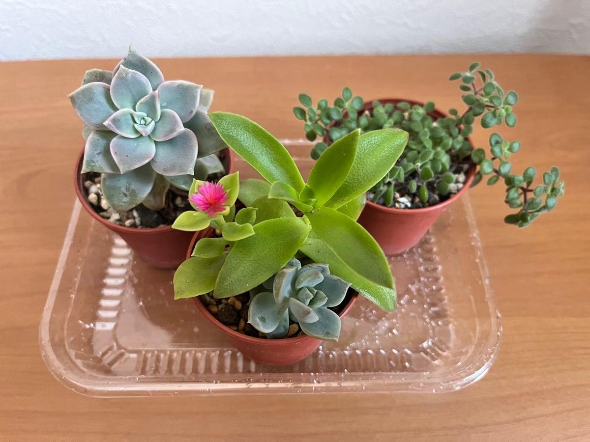 専用　多肉植物　❁︎オルペット錦　抜き苗 専用 多肉植物 ❁︎オルペット錦 抜き苗