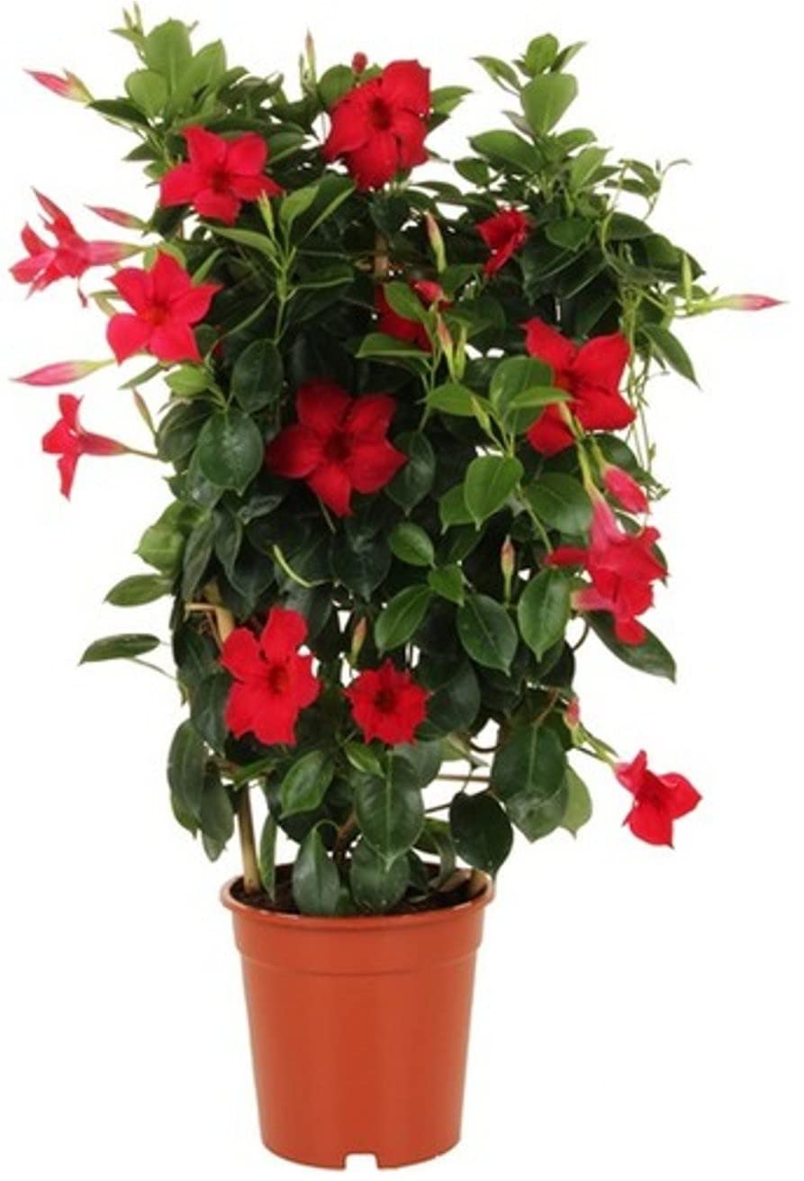 Mandeville Flower Plant [UUU1]