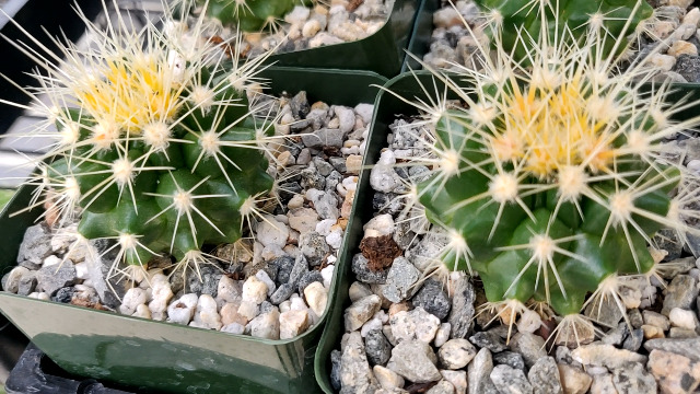 Equinocactus Grusonii Olso Conocido Como Cactus De Barril Dorado Imagen