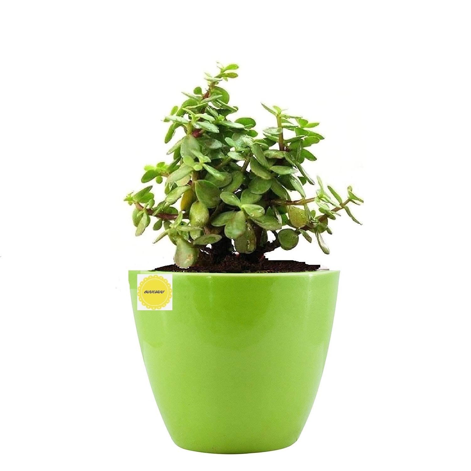 GUUCHUU JADE PLANT WITH DEW CERAMIC POT (1 POT ONLY WITH LIVE PLANT) INDOOR PLANT (B0BNFLXGF1) Amazon Price History, Amazon Price Tracker