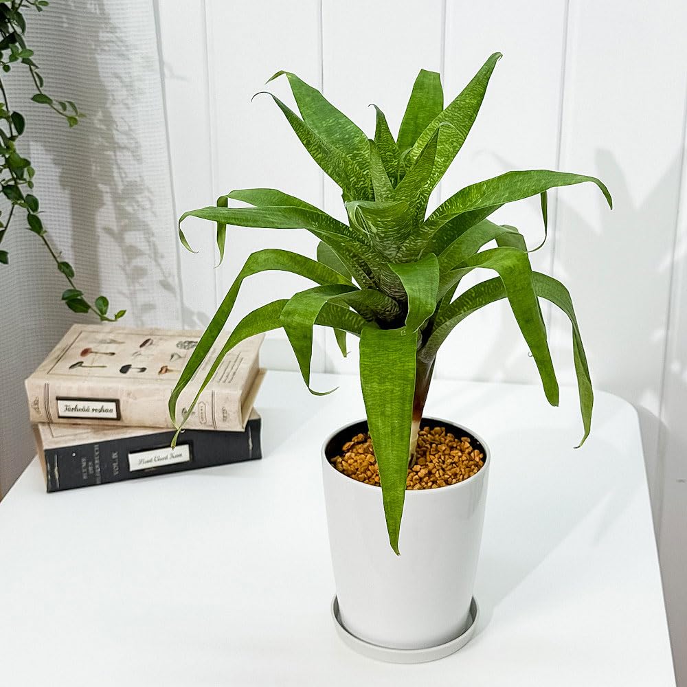 Vriesea Ehiku フリーセア レア品種 抜き苗 2枚目現状写真 【公式通販】