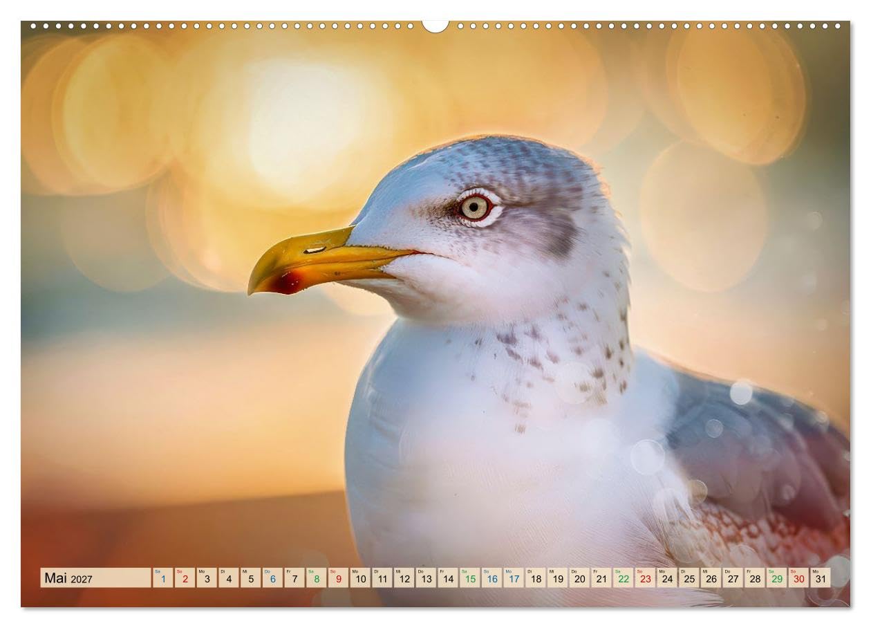 CALVENDO · Besondere Vogelportraits (Kalender 2027) | DIN A2 Querformat · Wandkalender · zeigen Vögel in einer Intensität, die man selten so nah erlebt: feine Federstrukturen…
