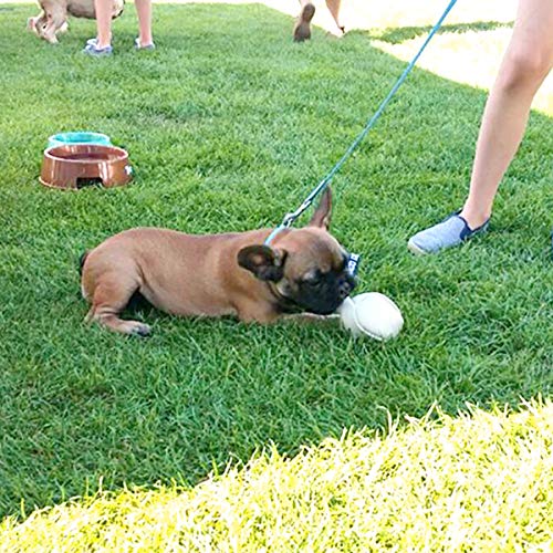 Dingo Gear S02784 Hundespielzeug, weiches Echtleder, mit Griff für das Bisstraining, Ø 8 cm, zufällige Auswahl