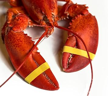 AirFly Crab and Lobster Claw Bands - Size 1 x 0.5 - FDA-Compliant Silicone - Cook Safe, Non-Latex, Non-Toxic - Fits Lobster, Dungeness and Blue Crab - Made in USA (Yellow, Bands + Bander)