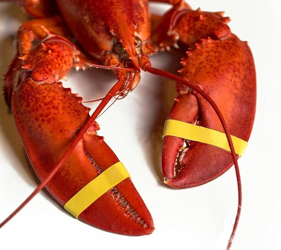 AirFly Crab and Lobster Claw Bands - Size 1 x 0.5 - FDA-Compliant Silicone - Cook Safe, Non-Latex, Non-Toxic - Fits Lobster, Dungeness and Blue Crab - Made in USA (Yellow, Bands + Bander)