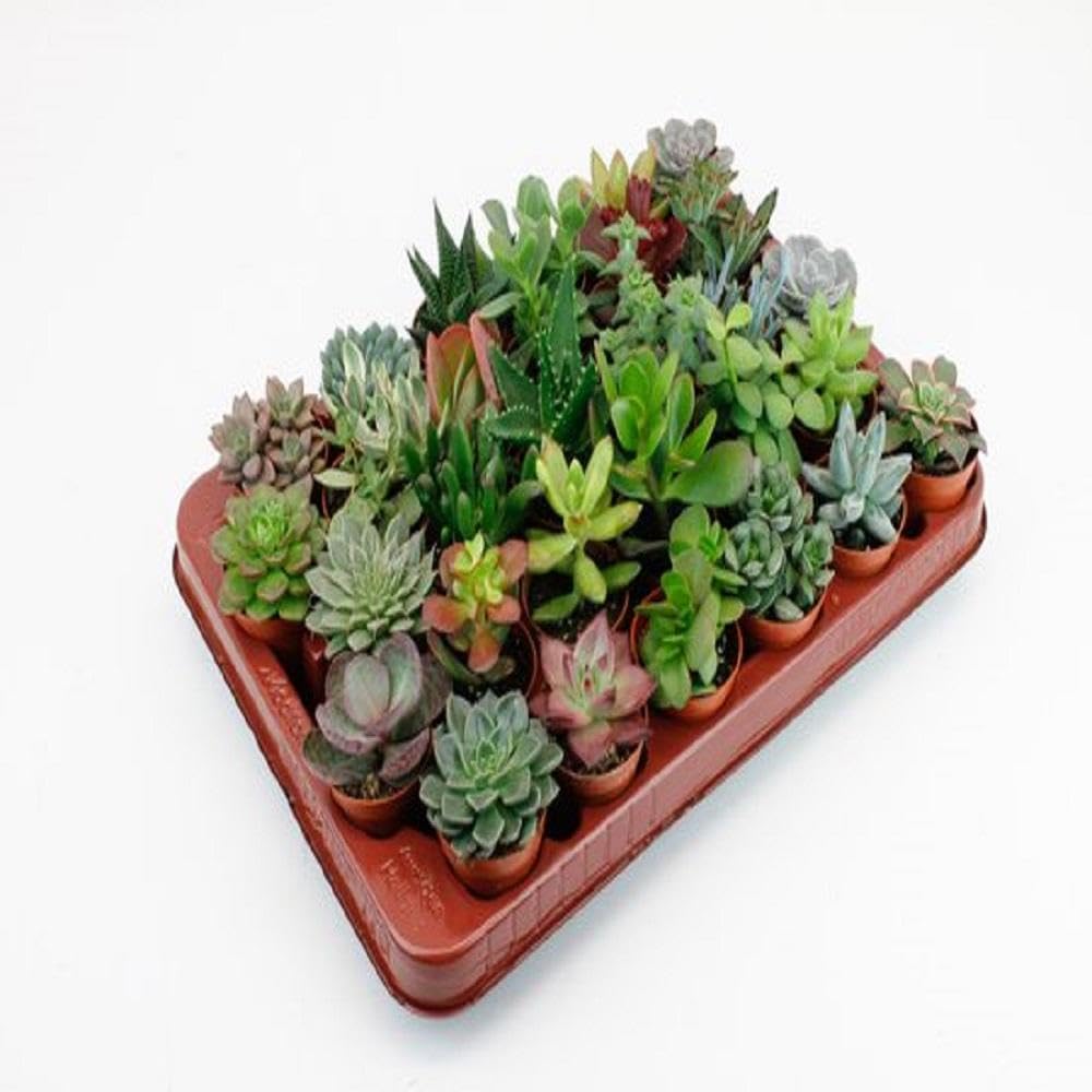 Piante Grasse Assortite da Interno ed Esterno, Set 30 Pezzi, Vaso 5.5 cm
