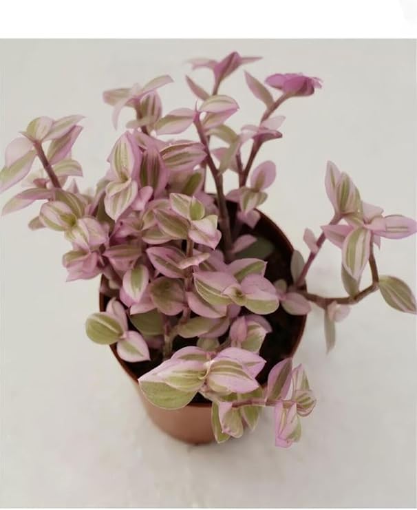 Tradescantia Nanouk Pembe Beyaz Alacalı Telgraf Çiçeği, Saksılı, 15-30 cm, İç Mekan Bitkisi