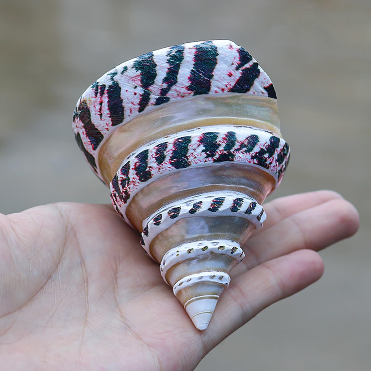 Duże naturalne muszle morskie, 1 szt. 10-11 cm duża naturalna, rzadka, prawdziwa muszla morska do akwarium, ozdoby domu, impreza tematyczna