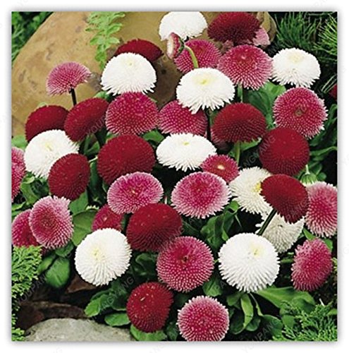 Crisantemo Bianco Immagine Stock. Immagine Di Modello - 21470935 - Foto 5