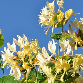 Set 2 Live Honeysuckle Plants, Fragrant Honeysuckle Rooted Cutting, 8-12 Inches for Planting