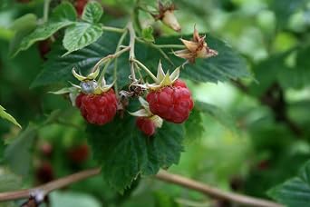 RED RASPBERRY (Rubus idaeus; R. strigosus; ROSACEAE)/ 4oz whole herb c/s
