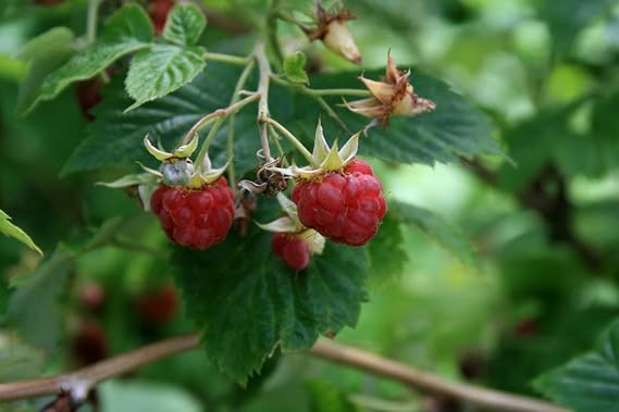 RED RASPBERRY (Rubus idaeus; R. strigosus; ROSACEAE)/ 4oz whole herb c/s