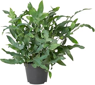 Sponsored Ad - live indoor plant (Kangaroo Paw Fern)