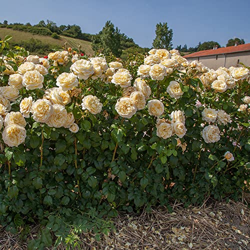 2 Gallon Bloomables Rose Moonlight Romantica #TOP4