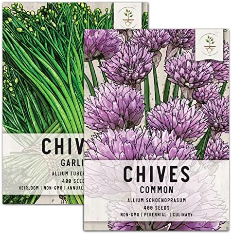 Seed Needs, Culinary Chives Seed Packet Collection (2 Individual Varieties of Chives Seeds for Planting) Non-GMO & Untreated - Includes Garlic Chives & Common Chives