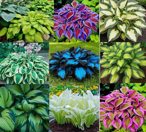 6 Mixed Color Hosta Plants for Growing - Growers Choice Easy to Grow Hosta Root Stock (6 Hosta Roots)