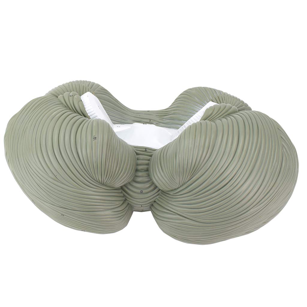 Sjdopulse Human Cerebellum Structural Anatomical Model - Cerebellar Lobular Nucleus Human Brain Anatomical Nervous System Model - For Medical Educational Aid