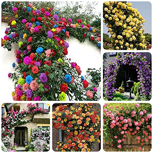 Mix Climbing Rose Seeds For Planting Ornamental Climbing Flowers Rosa Bush Vine Climber #TOP4