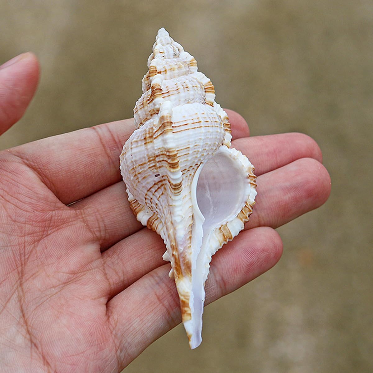 Conchas de Vieira, Conchas Marinas Naturales Raras de 10 cm para decoración Ideales para el hogar Bodas y peceras
