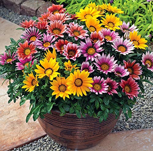 Raise Me Up: Seeds Treasure Flower Mix African Daisy Gazania Perennial Flowers #TOP7