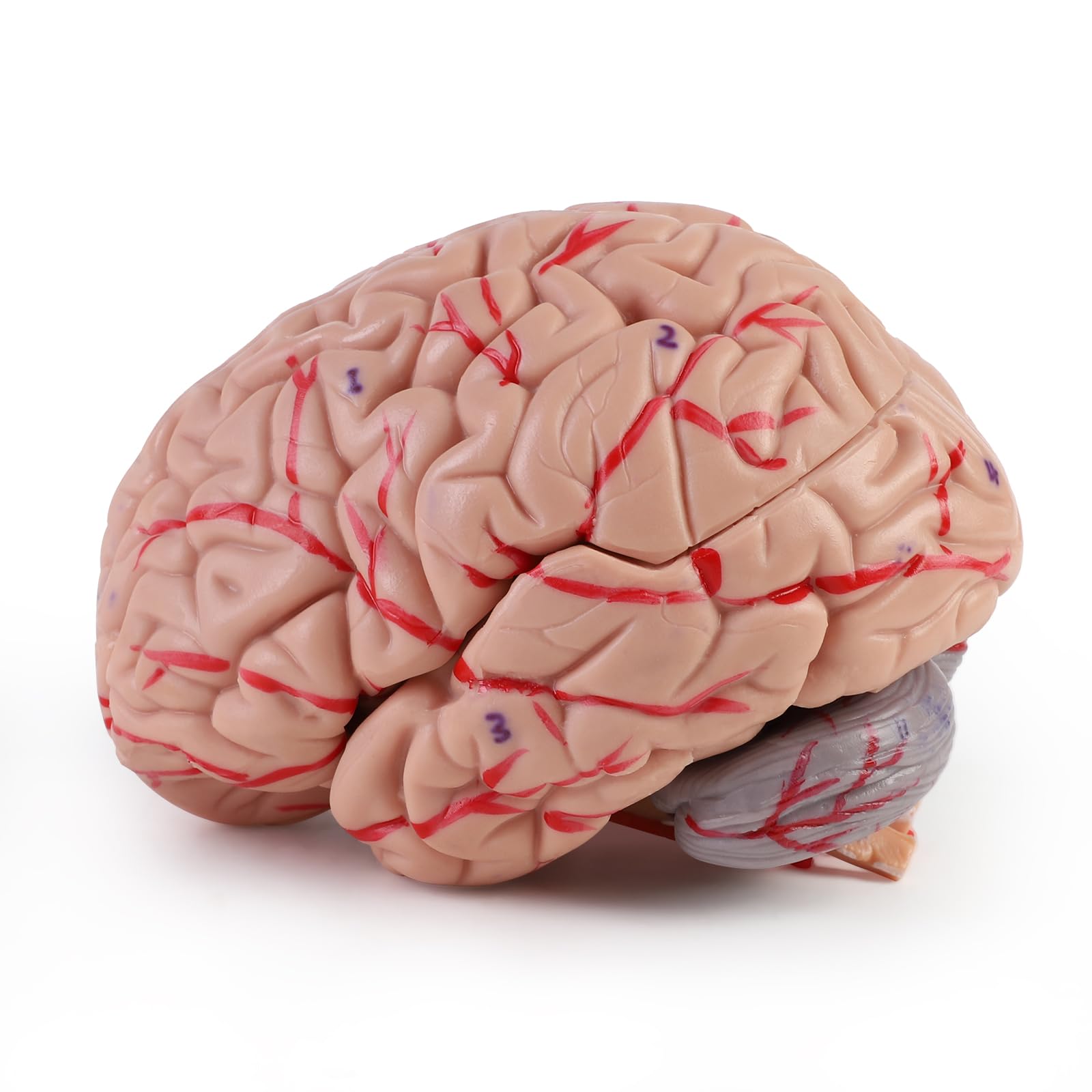 ERWEY Modello anatomico del cervello del cranio, modello anatomico della testa umana con cervello e scrittura incisa laser, dimensione naturale, cranio adulto umano staccabile con 8 parti