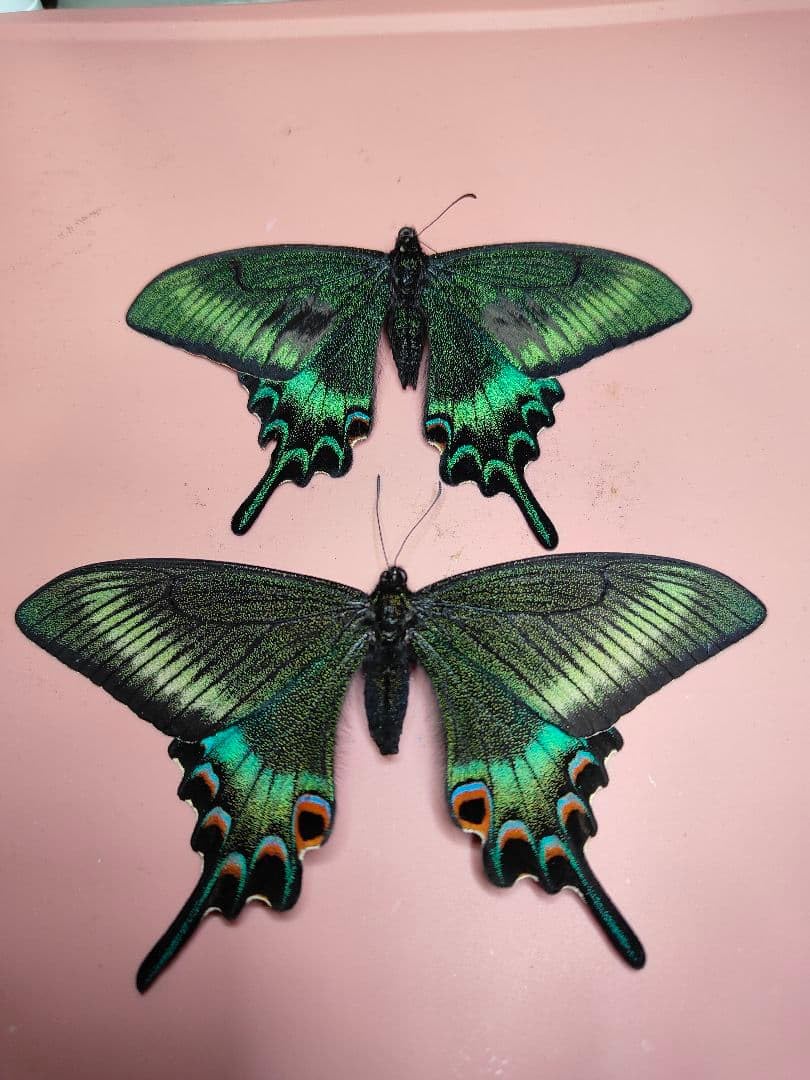 異常型ミヤマカラスアゲハ♂♀2匹セット Amazon.co.jp: 異常型ミヤマカラスアゲハ2匹セット : おもちゃ