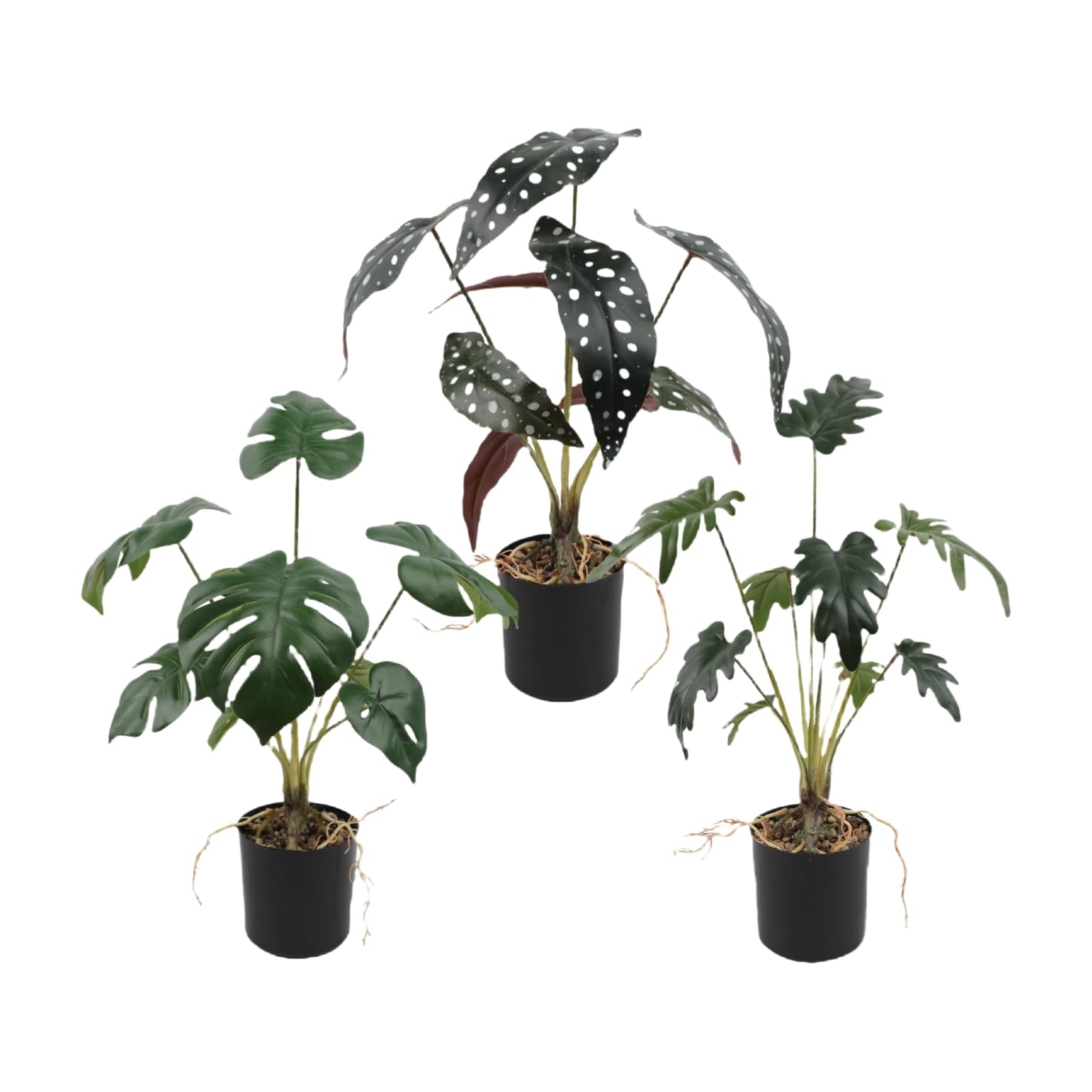 Plantes d'intérieur en pot pour décoration de fenêtre et salon chaleureux