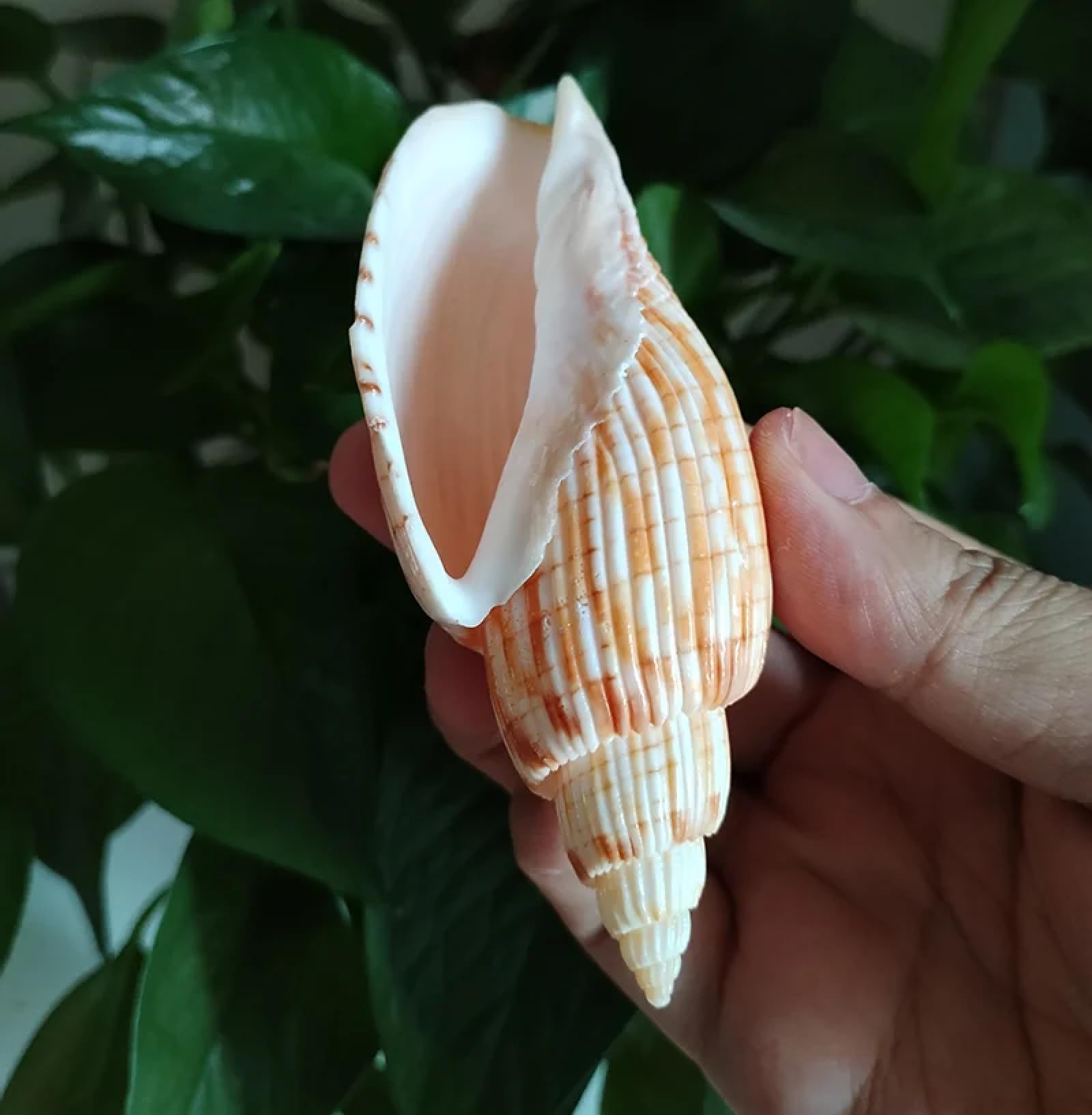 Conchiglie marine riempitivo vaso, 1 pezzo, 9-11 cm, mais, lumaca, conchiglia, conchiglie di Lyria Kurodai, decorazione da tavolo per matrimoni, esemplari, decorazione per casa e ufficio