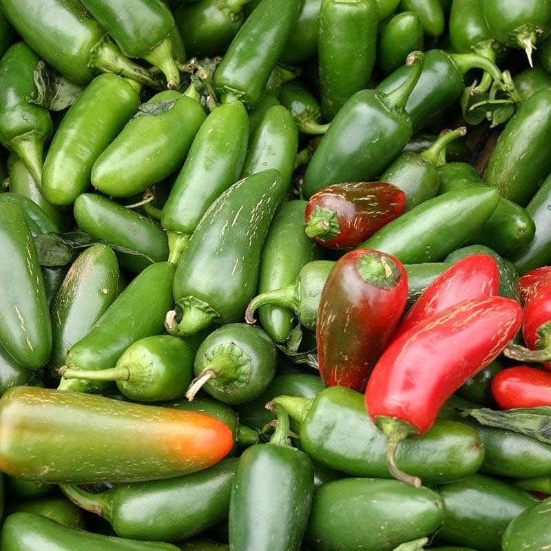 Hot Pepper Seeds - Jalapeno M - 1/4 Pound - Vegetable Seeds, Heirloom Seed, Open Pollinated Seed Easy to Grow & Maintain, Container Garden