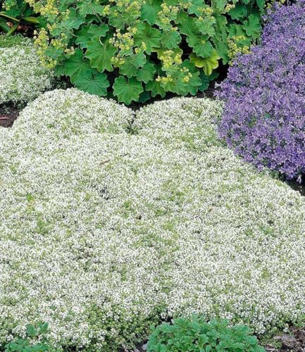 BALDUR Garten 3x Winterharter Weißer Polsterthymian, Pflanzen im 9x9 cm-Topf, Thymus praecox albiflorus, Polsterthymian, Thymian Pflanze, blühende winterharte Staude, mehrjährig, bienenfreundlich