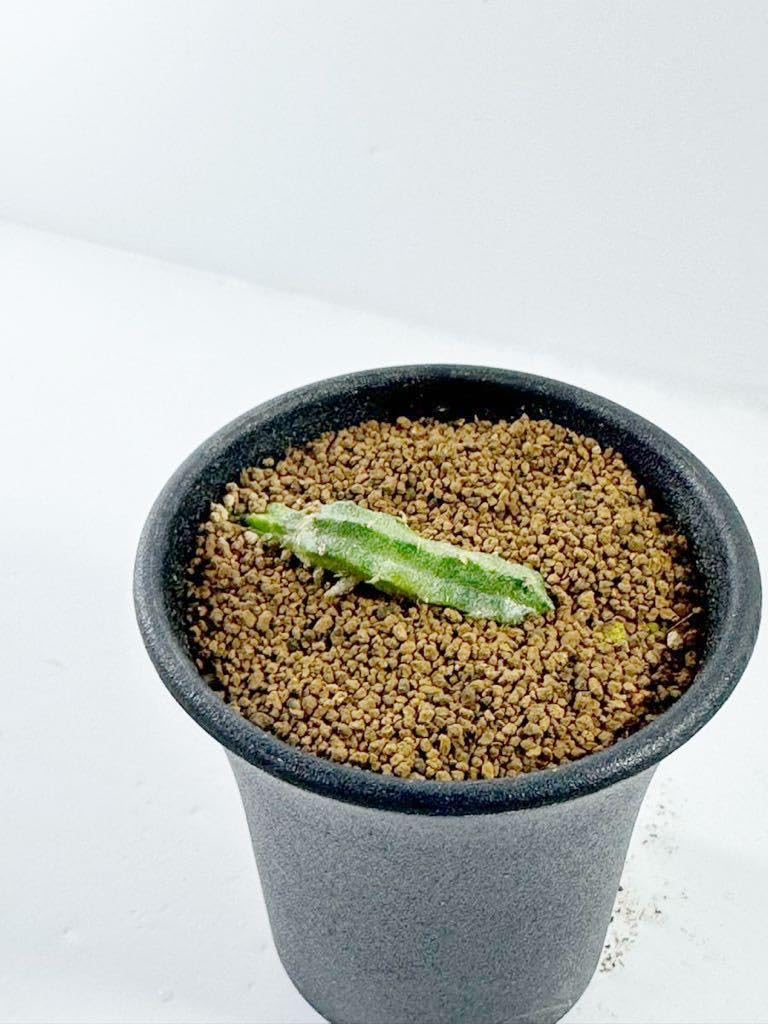 Amazon.co.jp: ガガイモ エキドノプシス マルムEchidonopsis malum 発