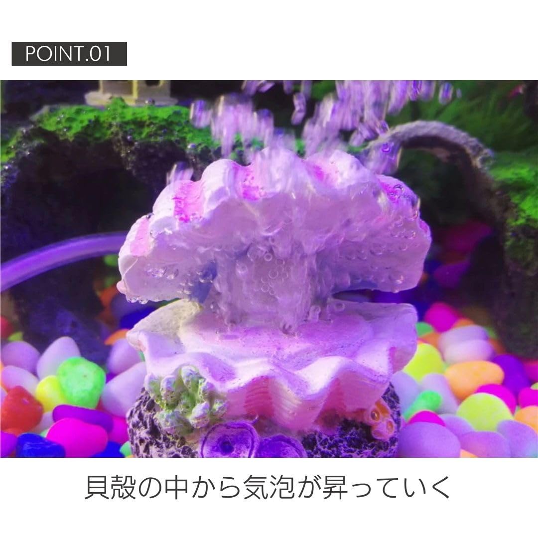 貝の置物 高瀬貝 13mm|貝ボタン□タカシマ□