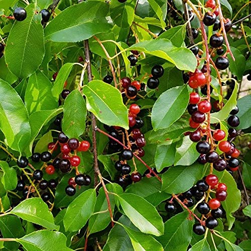 Gtech Garden Dwarf Rare Delicious uniflora"Black Surinam Cherry" Tasty Tropical Cherry Fruit Plant