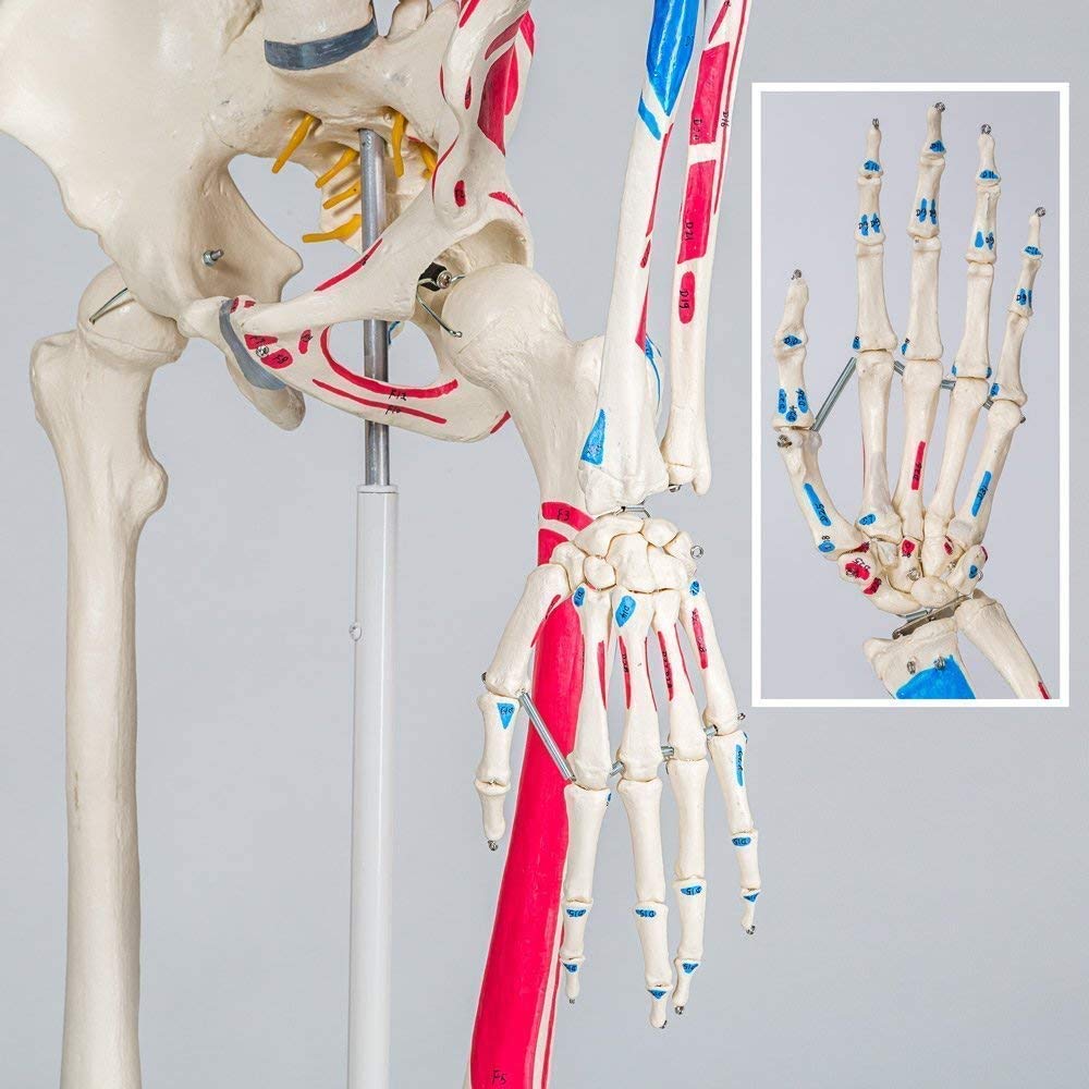 Model anatomiczny ludzkiego piersi model anatomii człowieka medyczne materiały dydaktyczne medyczne materiały naukowe szkolne materiały edukacyjne