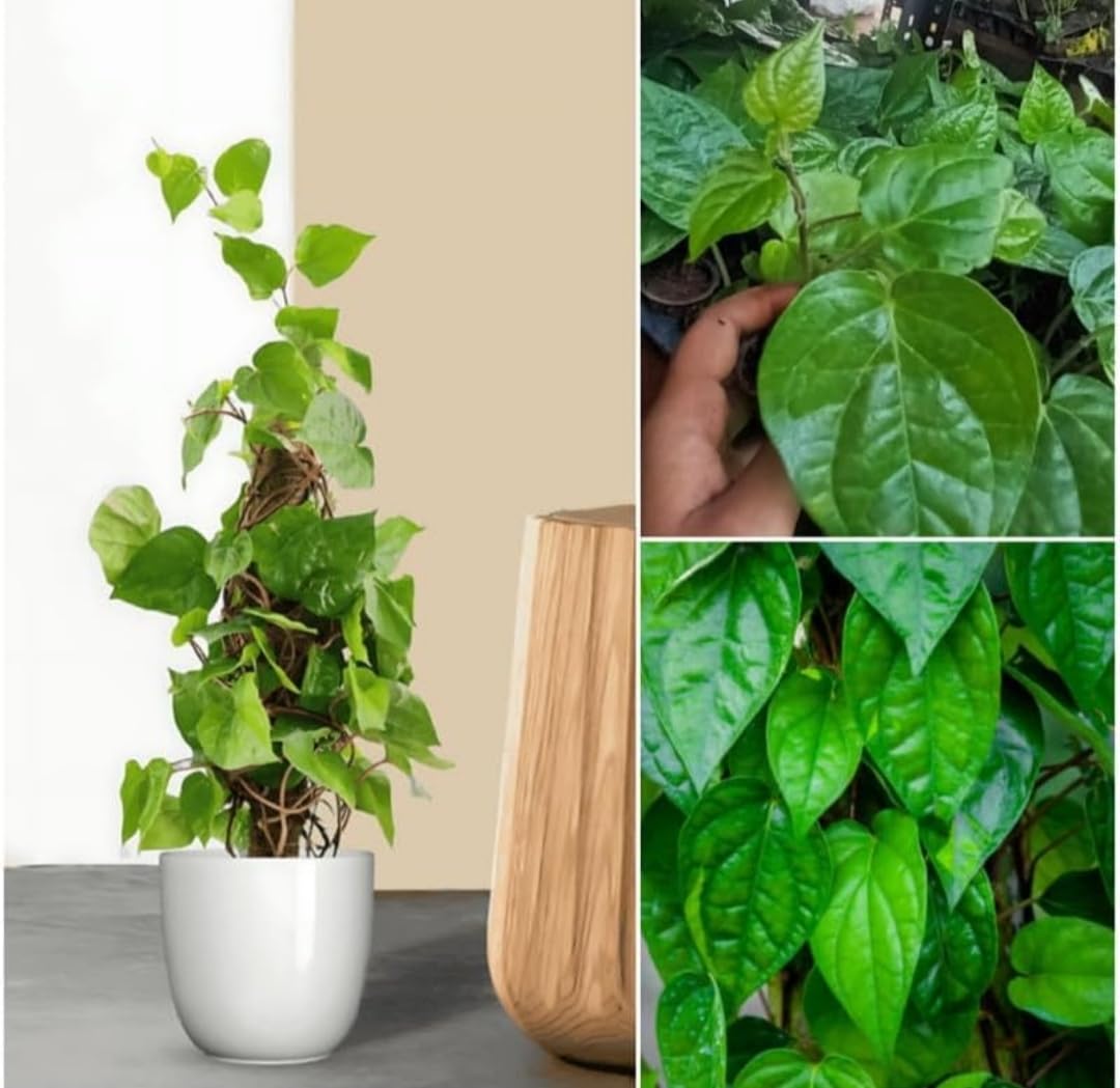 Live Pan Betel Leaf Plant - Healthy Paan Vine -1 Live Pan Betel Leaf Plant - Healthy Paan Vine -1