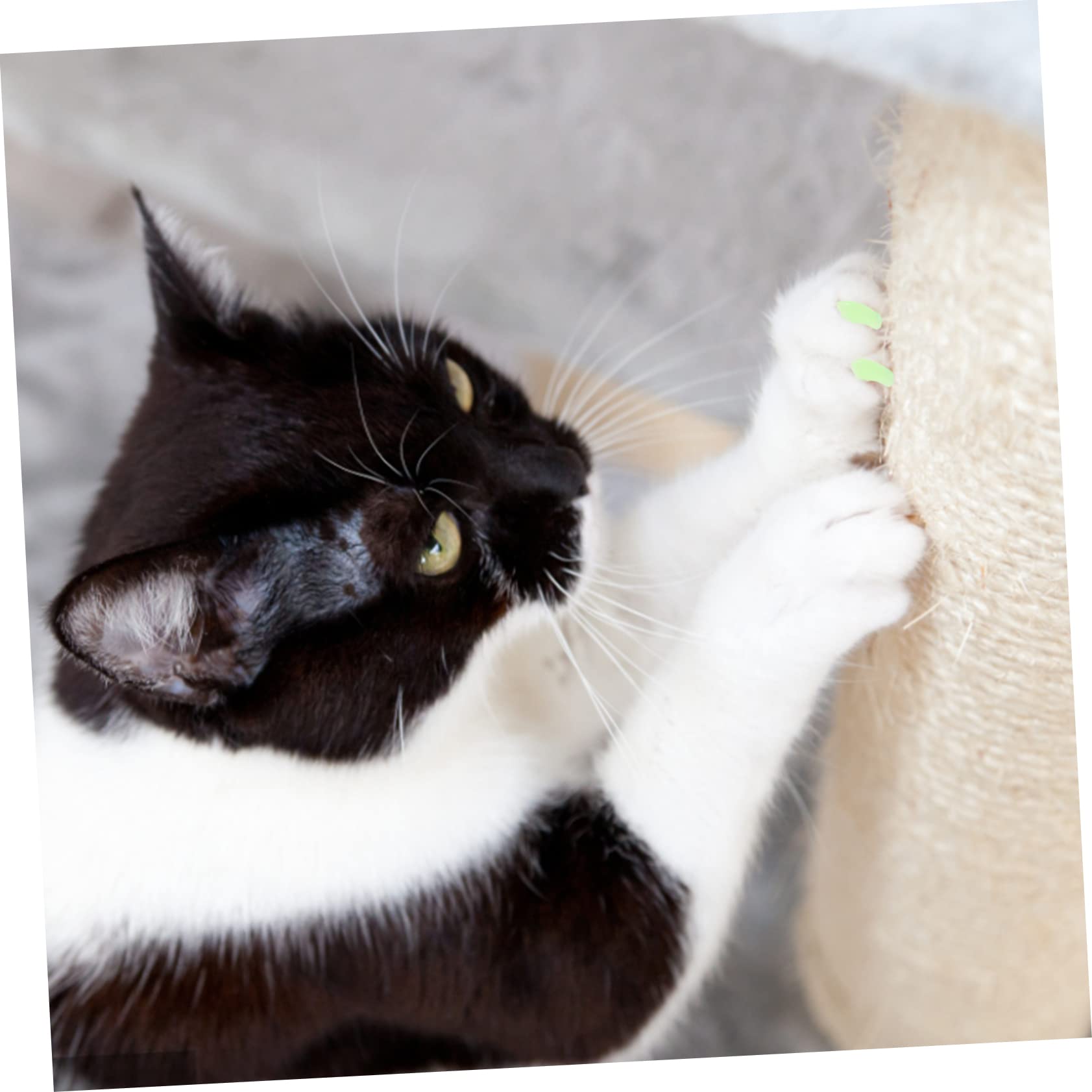 BESPORTBLE 30 Ensembles kit d'ongles de Chat Capuchons d'ongles de Chat colorés Griffes de Chat avec de la Colle Chaussette Patte de Chat Capuchon d'ongle Chat d'ongles de Chien
