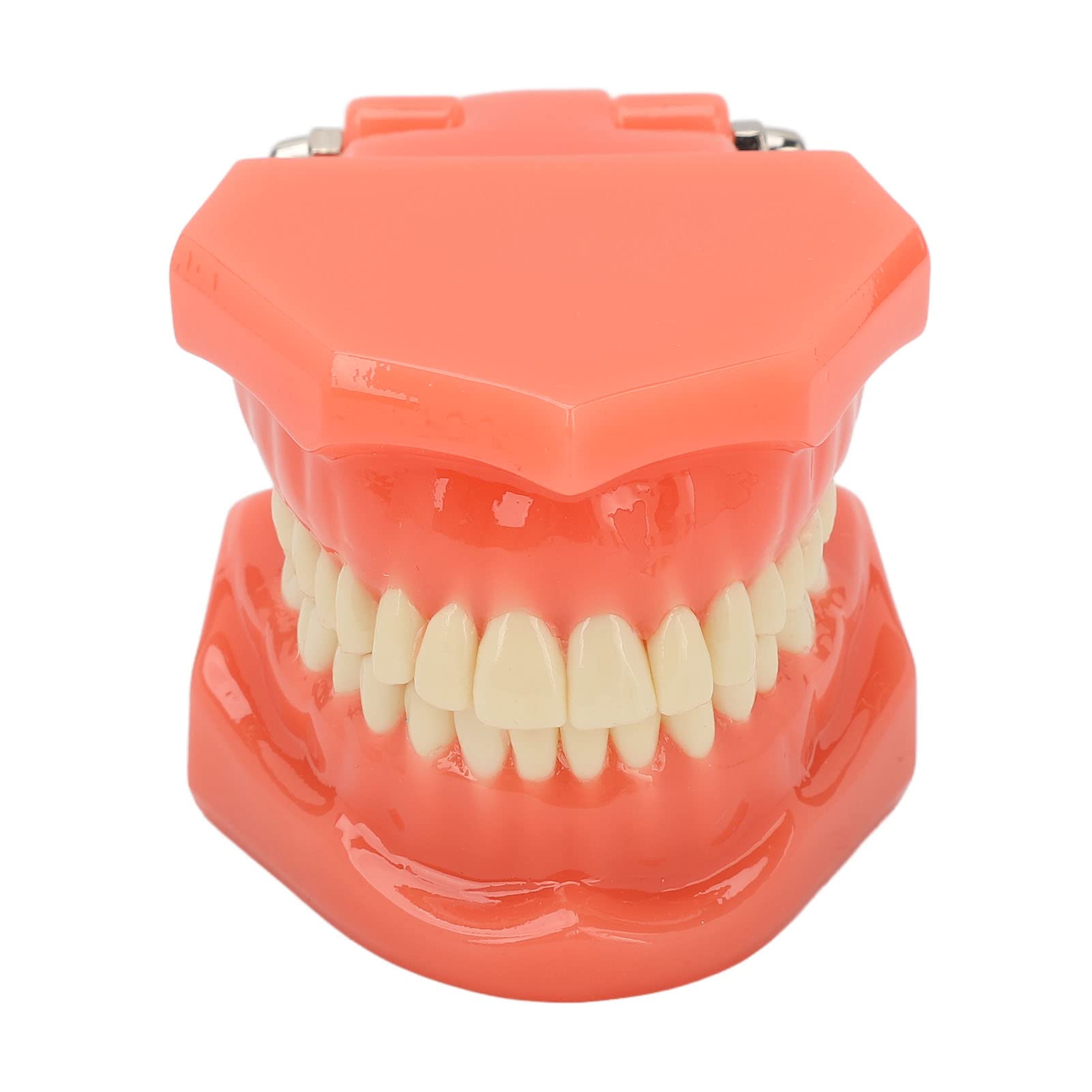 Zahnmodell Zahnarzt Acryl Zähne Dental Demonstrationsmodell 180° Anatomisches Zahnmodell Gebiss