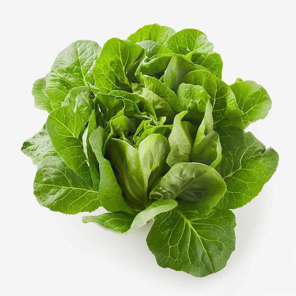 Coffret de Graines - Spécial Salades - SemiSauvage Permaculture