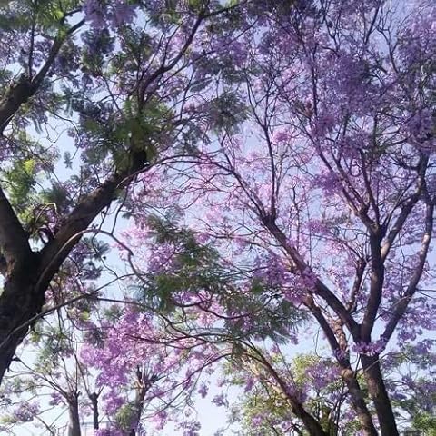 100 Semillas de Paulownia LNuyoah Cover