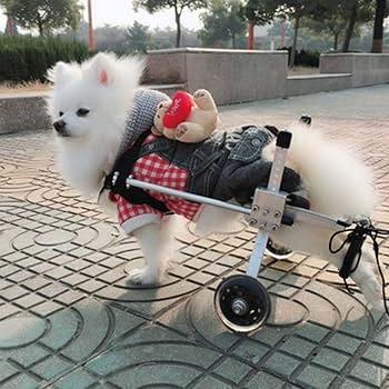 義足　犬 3Dプリンターでペットたちに新たな義足を！ 突然通告された愛犬