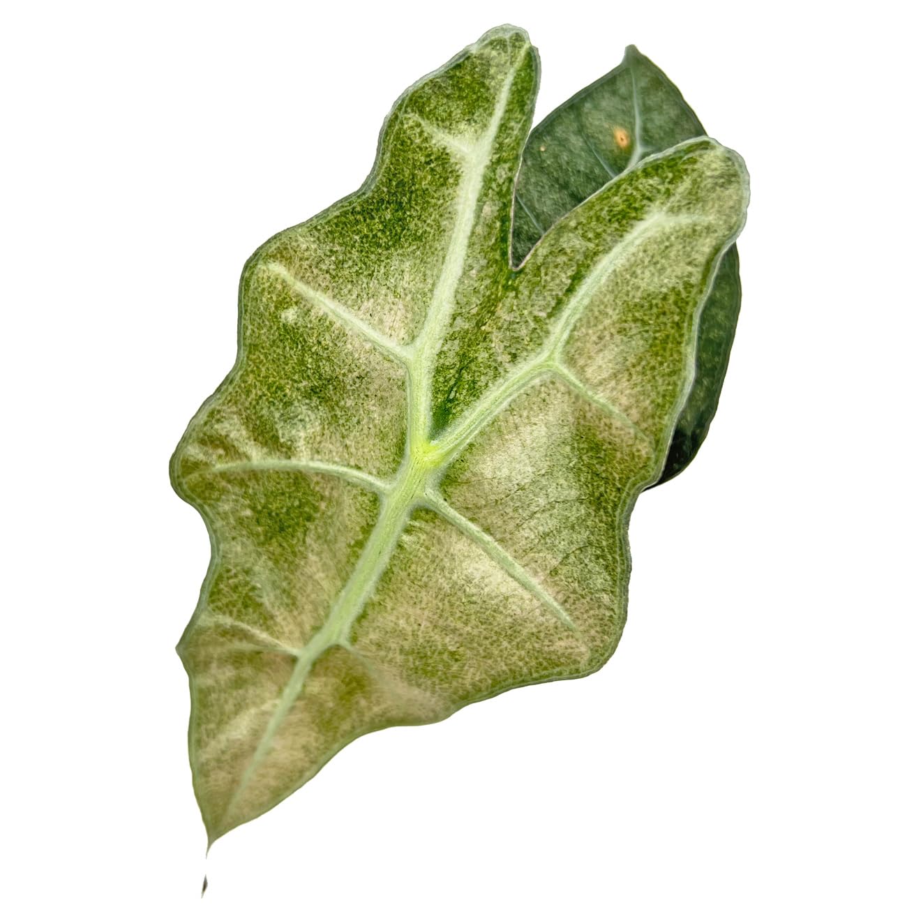 Amazon｜アロカシア アマゾニカ ポリー ミント斑入り 幼苗 ネガミエル