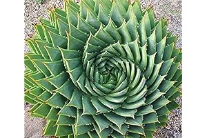 5pcs Spiral Aloe Plant Live