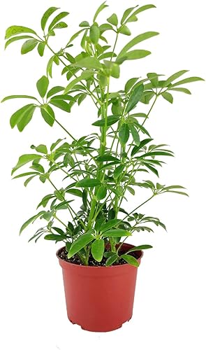Miniatura 3 de Schefflera Arboricola - Árbol de paraguas enano (maceta de cultivo de 6 pulgadas) - Planta de interior tropical - Planta de interior baja luz y
