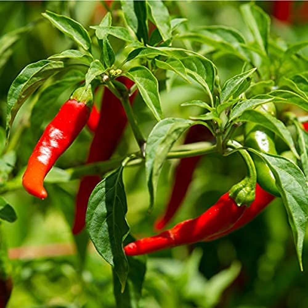 Chilli Plants, 'Cayenne', 2 x Full Plants in 9cm Pots, Hot Chillies, Peppers, Cayenne Chilli, Garden Ready and Ready to Plant, Indoor or Outdoor, Premium Quality Chillies