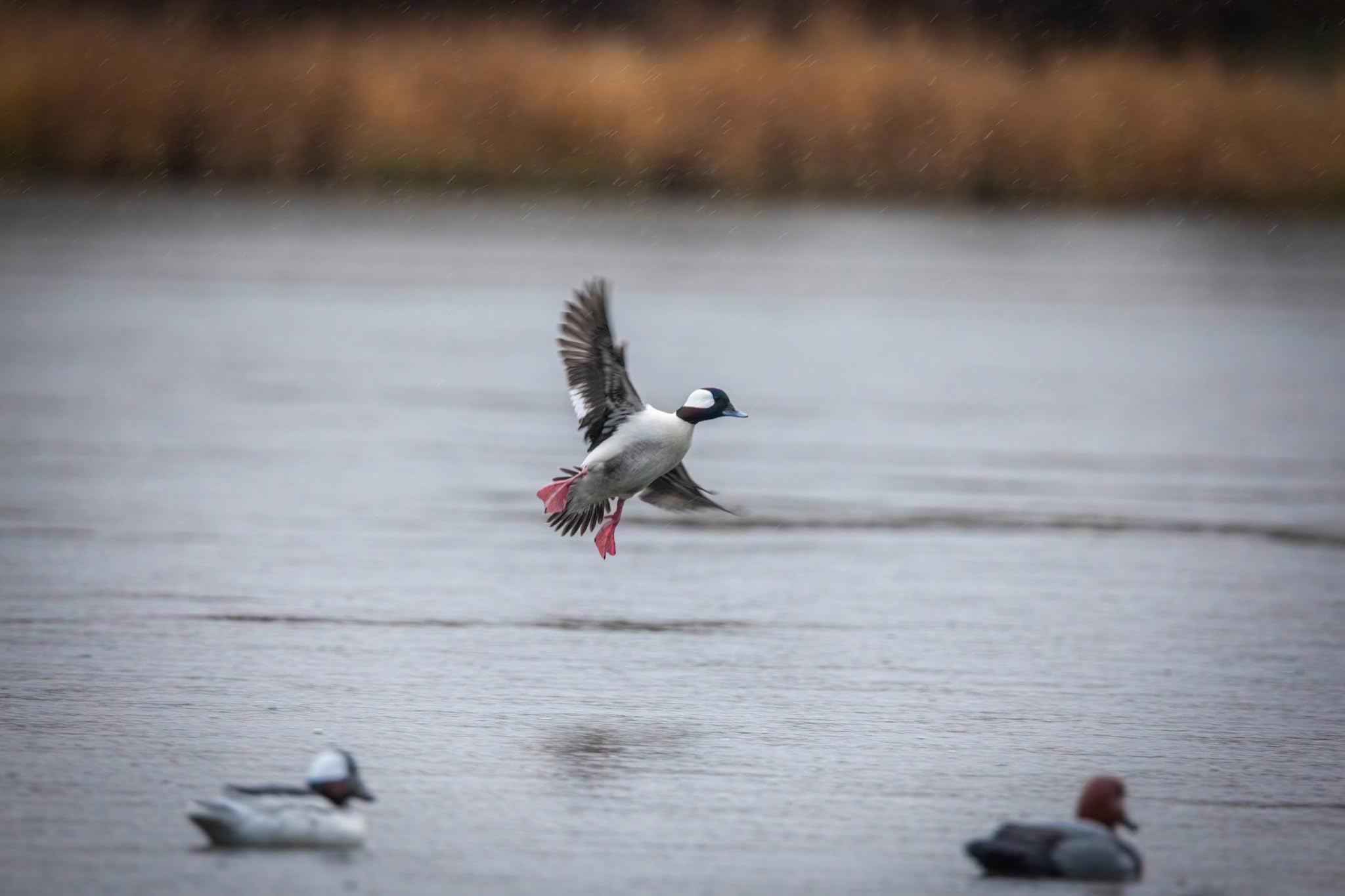 Higdon Outdoors Señuelos de Pato Bufflehead estándar, Todos los Patos, Rellenos de Espuma