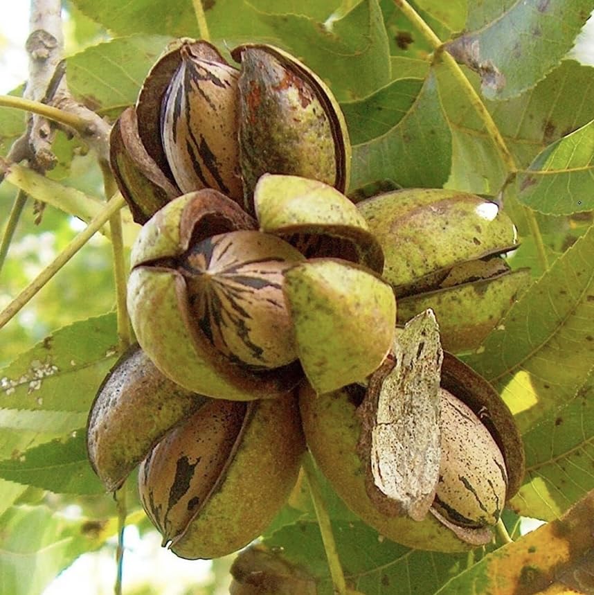 2 Pecan Trees - 6-12" Tall Live Plants - Hardy Pecan Nut Seedlings - Carya illinoinensis - (2 Pack)