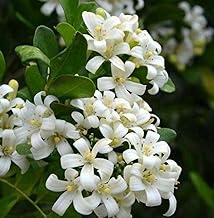 Madhu Kamini Live Flower Plant | Murraya Paniculata | Highly Fragrant | Hybrid Plant | Madhu Kamini Flower Plant/Tree | Healthy Plant | Beautiful Flowering Ornamental Shrub |Bloom Yard